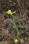 Lanceleaf loosestrife